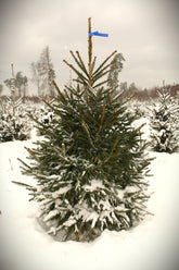Latvijas egle 1-1.4m